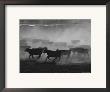 Cattle Running In Feed Lot, Kansas by Brimberg & Coulson Limited Edition Pricing Art Print