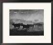 Cattle Running In Feed Lot, Kansas by Brimberg & Coulson Limited Edition Print