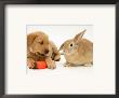 Yellow Labrador Retriever Puppy With Squeaky Toy-Carrot And Young Sandy Lop Rabbit by Jane Burton Limited Edition Print