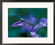 Blue Flag With Caddis Fly Exoskeleton, Androscoggin River, 13 Mile Woods by Jerry & Marcy Monkman Limited Edition Print