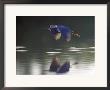 Great Blue Heron Flying Across Water by Nancy Rotenberg Limited Edition Print