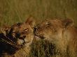 A Lioness Is Affectionately Greeted By Another Member Of Her Pride by Beverly Joubert Limited Edition Print