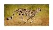 Running Cheetah by Andy Biggs Limited Edition Print