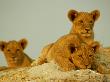 Three Young Lions Check Out The Scenery by Beverly Joubert Limited Edition Print