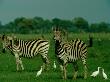 Plains Zebras Share The Grassland With Cattle Egrets by Beverly Joubert Limited Edition Print