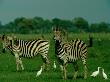 Plains Zebras Share The Grassland With Cattle Egrets by Beverly Joubert Limited Edition Pricing Art Print