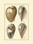 Classic Shells I by Denis Diderot Limited Edition Pricing Art Print