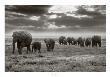 Amboseli Elephants by Jorge Llovet Limited Edition Pricing Art Print