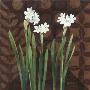 Narcissus On Brown I by Katherine Lovell Limited Edition Print