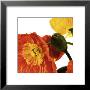 Poppies Iv by Richard Weinstein Limited Edition Pricing Art Print