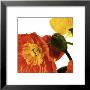 Poppies Iv by Richard Weinstein Limited Edition Print