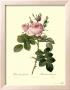 Bifera Officinalis by Pierre-Joseph Redoute Limited Edition Pricing Art Print