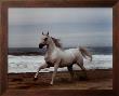 White Horse On Beach by Ron Kimball Limited Edition Print