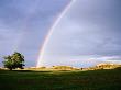 Buffalo Herd In Distance Underneath Rainbow, Near Lyons, U.S.A. by Curtis Martin Limited Edition Print