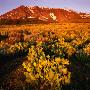 Sierra Nevada's Mt. Parker Behind Field Of Arrowleaf Balsom Root, Usa by Wes Walker Limited Edition Print