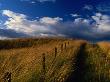 Field Of Wild Grass, Fife, Scotland by Jon Davison Limited Edition Print