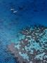 Aerial View Of Seaplanes Landed Near Reef, Great Barrier Reef, Australia by John Banagan Limited Edition Print