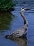 The Stately Great Blue Heron (Ardea Herodias) In Stanley Park, Vancouver, British Columbia, Canada by Doug Mckinlay Limited Edition Print