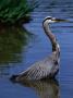 The Stately Great Blue Heron (Ardea Herodias) In Stanley Park, Vancouver, British Columbia, Canada by Doug Mckinlay Limited Edition Pricing Art Print