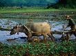 Planting Rice In Paddy With Ox, Sapa, Vietnam by Juliet Coombe Limited Edition Print