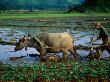 Planting Rice In Paddy With Ox, Sapa, Vietnam by Juliet Coombe Limited Edition Print