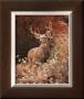Royal Deer by Charles Alsheimer Limited Edition Print