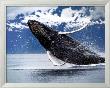 Northern Humpback Whale by Brandon Cole Limited Edition Print