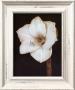 White Flower by Prades Fabregat Limited Edition Pricing Art Print