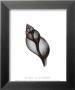 Tulip Shell by Bert Myers Limited Edition Print