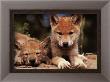Spring Wolf Pups by Art Wolfe Limited Edition Pricing Art Print