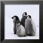 Baby Penguins by Tim Davis Limited Edition Pricing Art Print