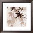 Japanese Maple Leaves Ii by Alan Blaustein Limited Edition Pricing Art Print