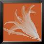 Silver Lily by Steven N. Meyers Limited Edition Pricing Art Print