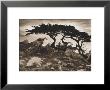 Monterey Cypress by Paul Kozal Limited Edition Pricing Art Print