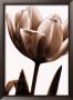Tulip In Sepia I by Caroline Kelly Limited Edition Pricing Art Print