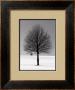 Winter Tree by Ilona Wellman Limited Edition Pricing Art Print