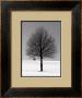 Winter Tree by Ilona Wellman Limited Edition Pricing Art Print