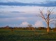 Wildlife On The Grasslands Of Chobe National Park by Beverly Joubert Limited Edition Print