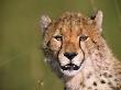 A Cheetah Looks Straight At The Camera by Beverly Joubert Limited Edition Pricing Art Print