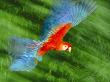 Scarlet Macaw In Flight, Tambopata National Reserve, Peru by Frans Lanting Limited Edition Print