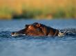 Hippopotamus Swimming by Beverly Joubert Limited Edition Pricing Art Print