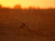 A Lioness Surveys Her Territory by Beverly Joubert Limited Edition Print