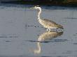 A Gray Heron Hunts In Shallow Water by Beverly Joubert Limited Edition Print