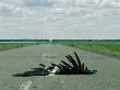 The Carcass Of A Marabou Stork Run Over As He Was Trying To Cross The Nata Road by Beverly Joubert Limited Edition Print