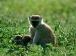 Vervet Monkey With Young by Beverly Joubert Limited Edition Pricing Art Print