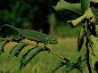 Chameleon On Foliage by Beverly Joubert Limited Edition Print