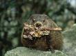 Woodchuck Or Groundhog, Gathering Winter Feed, Usa by Brian Kenney Limited Edition Print