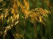 Stipa Gigantea (Golden Oats), September Grass by Fiona Mcleod Limited Edition Print