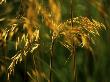 Stipa Gigantea (Golden Oats), September Grass by Fiona Mcleod Limited Edition Print