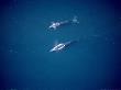 Fin Whale, Aerial, Mexico by Patricio Robles Gil Limited Edition Print